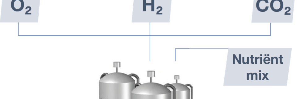 Solar Protein